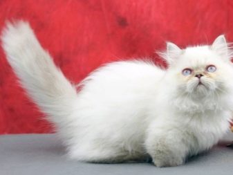 Наполеон менуэт порода кошек фото