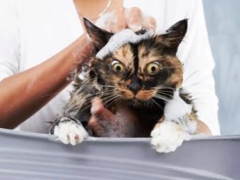 Каким шампунем можно купать кошку thumbnail