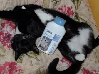 Каким шампунем можно мыть кошку
