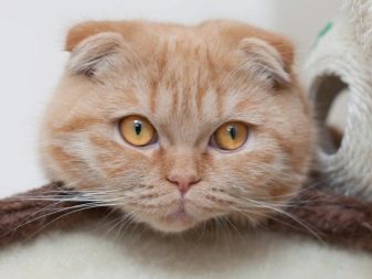 Кошки шотландской породы рыжие фото