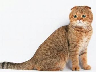 Кошки шотландской породы рыжие фото