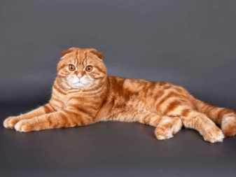 Порода шотландец рыжая кошка