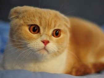 Порода кошки рыжая вислоухая кошка