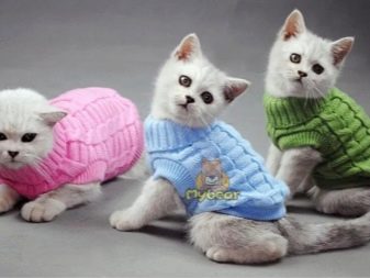 Какие одежды для кошек