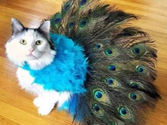 Какие бывают костюмы для кошек