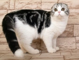 Какой окрас популярен у шотландской кошки