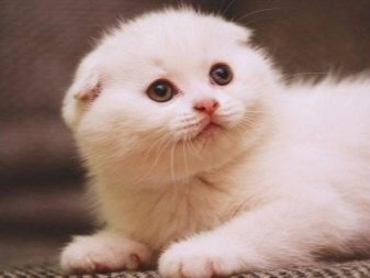 Белые шотландские кошки с голубыми глазами порода