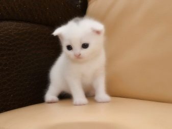 Белые шотландские кошки с голубыми глазами порода