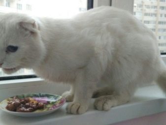 Порода кошек шотландская вислоухая белая