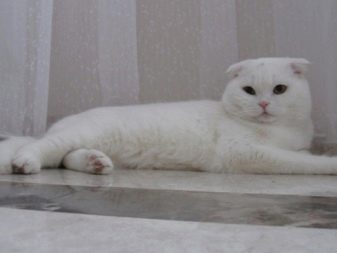 Кошки шотландской породы белая фото