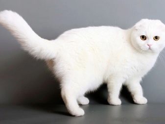 Шотландская порода кошек белая