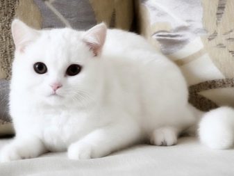 Шотландская вислоухая кошка белого окраса о породе