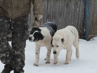 Дрессировка собак породы алабай фото