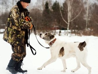 Дрессировка собак породы алабай фото