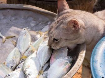 Натуральный корм для кота что давать