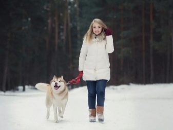 Собаки породы хаски содержание в квартире