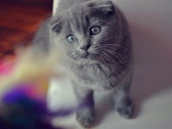 Шотландская порода кошек голубая с фото и описанием породы
