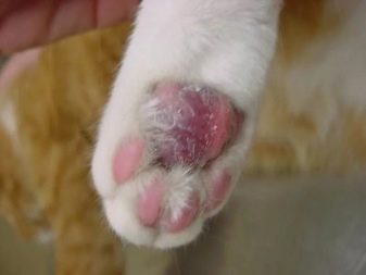 Какие у кошки пальцев