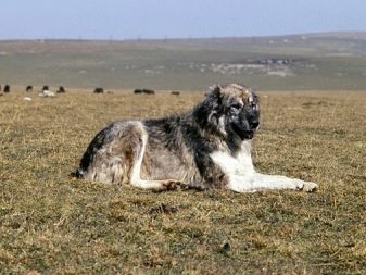 Какие собаки пасут овец в шотландии