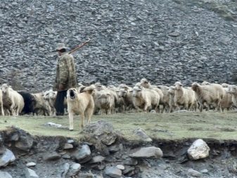 Какие собаки пасут овец в шотландии