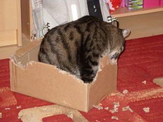 Порода кошек которые любят коробки