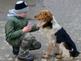 Порода собаки овчарки смешанной