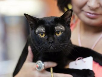 Как называется порода черных кошек с желтыми глазами
