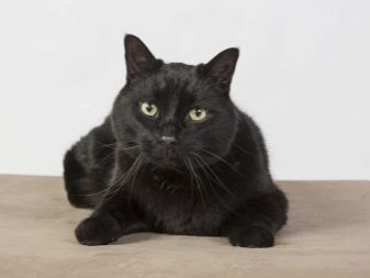 Кошка черная пушистая желтые глаза порода