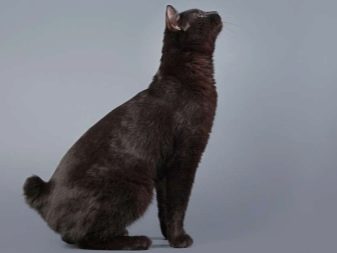 Черная кошка с оранжевыми глазами порода