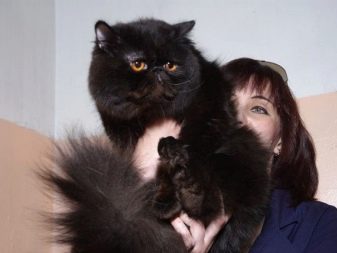 Порода кошки черного окраса и короткой шерсти