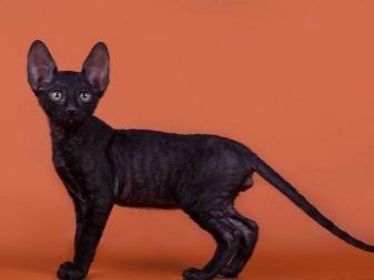 Черная очень пушистая кошка порода