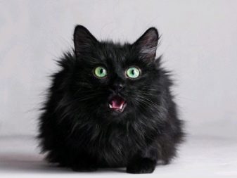 У меня черная пушистая кошка какая порода