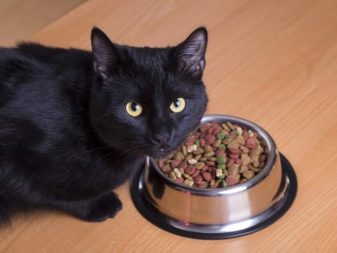 Фото черных кошек и какой они породы