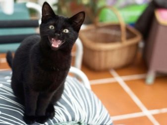 Обычная черная порода кошек фото