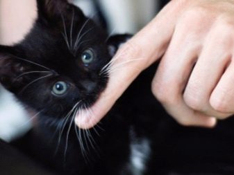 Порода кошки черным цветом