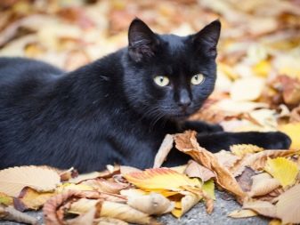 Черная длинношерстная кошка пород