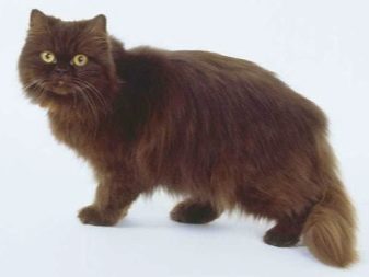 Порода кошек черно коричнево окраса