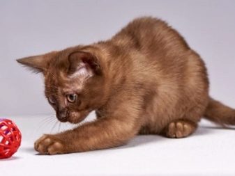 Порода кошек коричневый окрас фото