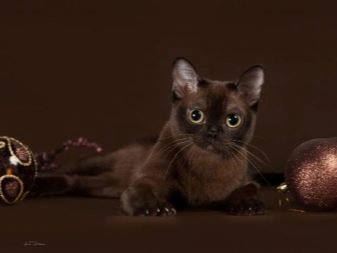Какая порода у кошки с коричневой мордой