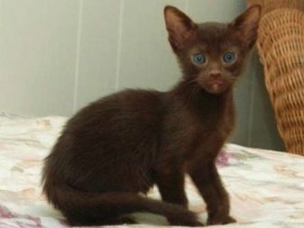 Как называется порода кошек темно коричневого цвета