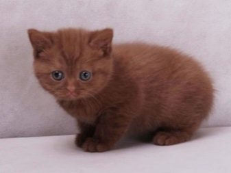 Как называется порода кошек темно коричневого цвета