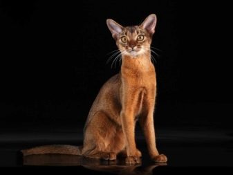 Как называется порода кошки коричневого цвета