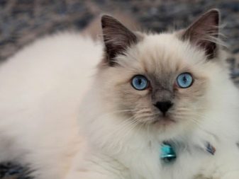 Какая порода кошки большие глаза