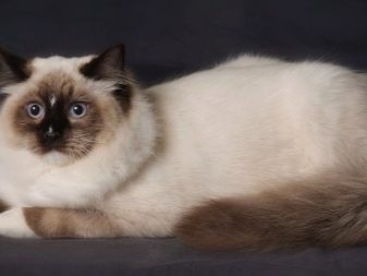 Породы больших кошек с карими глазами
