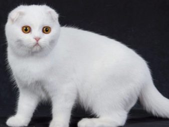 Порода кошек с большими глазами видео