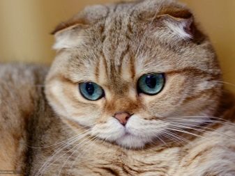 Кошки с большими глазами фото порода