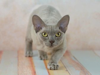 Порода кошек с большим глазами
