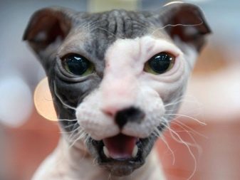 Порода кошек с миндалевидными глазами
