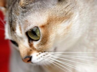 Какая порода у кошек у которых большие глаза