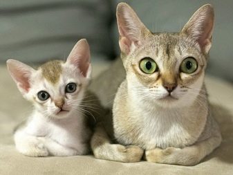 Кошка с большими глазами и маленькими глазами порода